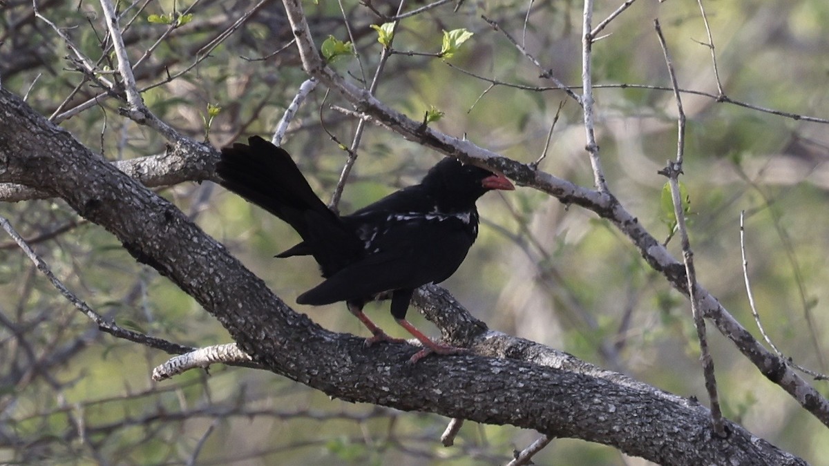 Алекто червонодзьобий - ML647007378