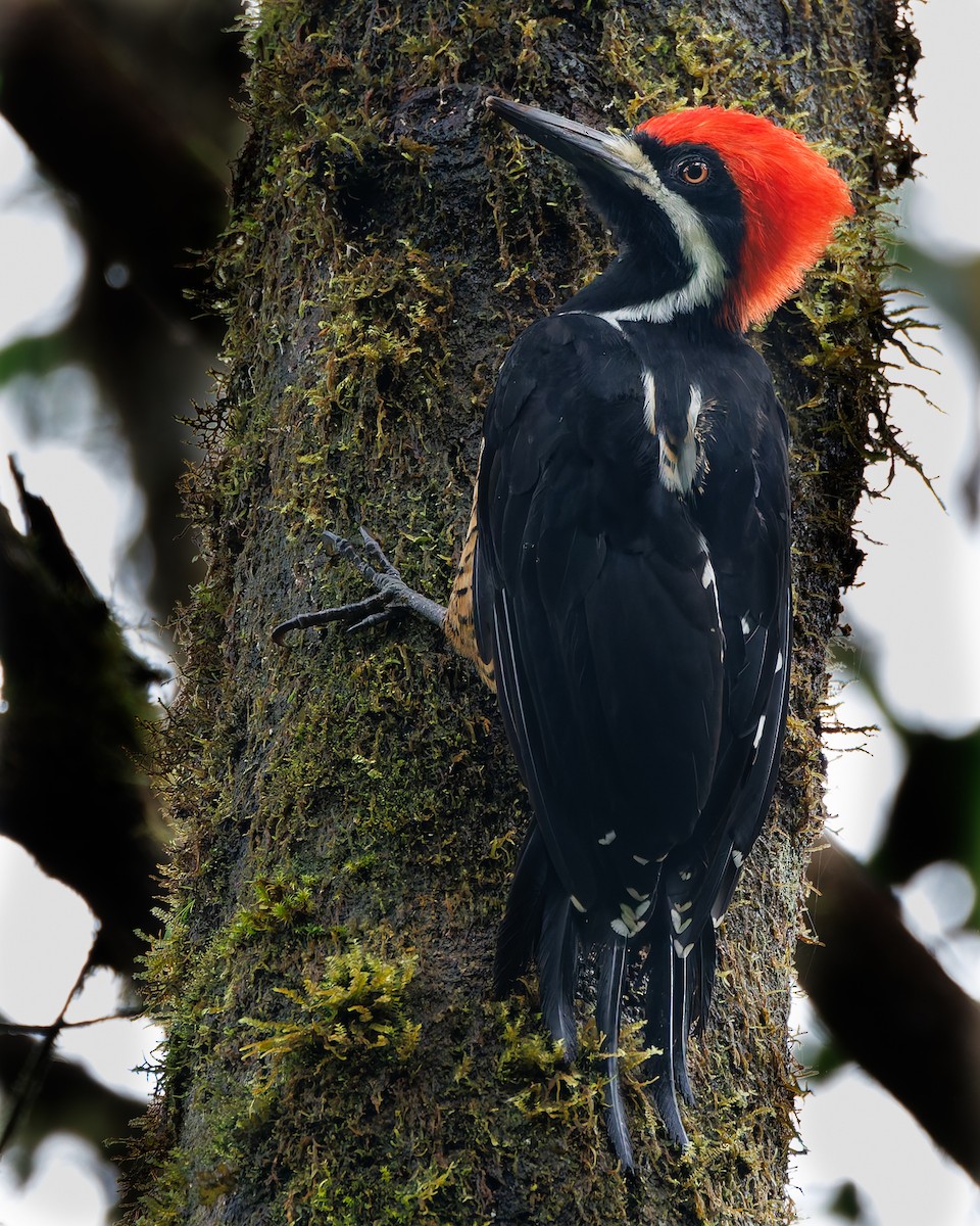 Дятел-кардинал білощокий - ML647007379