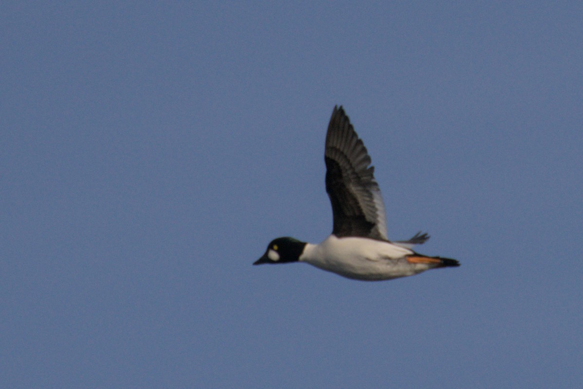 Гоголь зеленоголовий - ML647007380