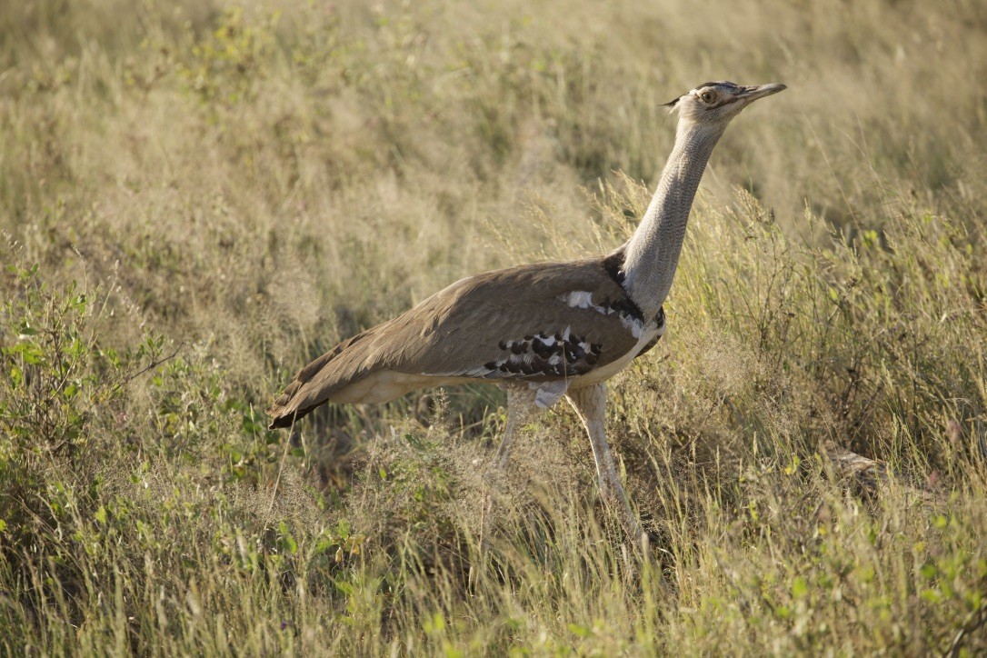 Дрохва африканська - ML647007381