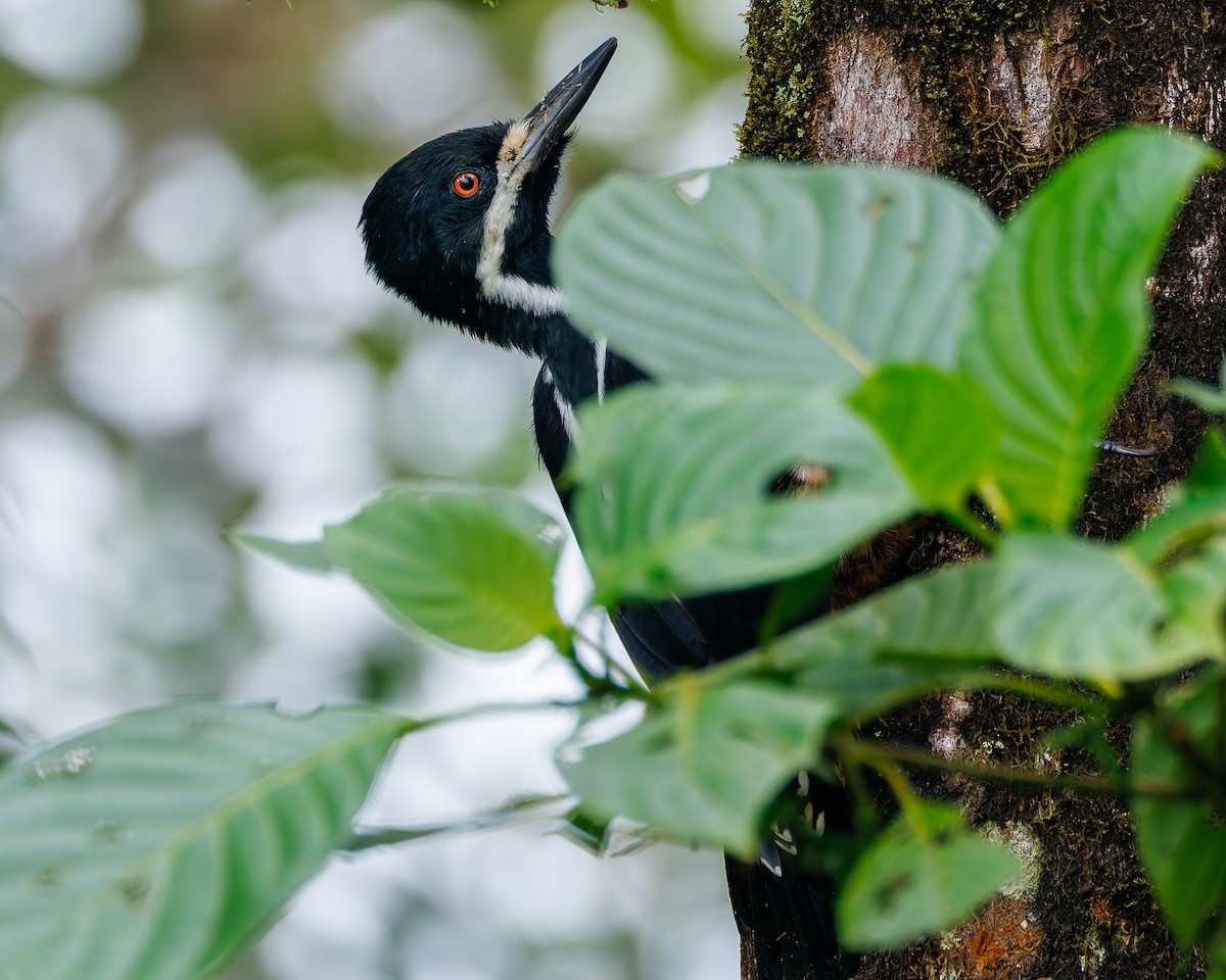 Дятел-кардинал білощокий - ML647007382