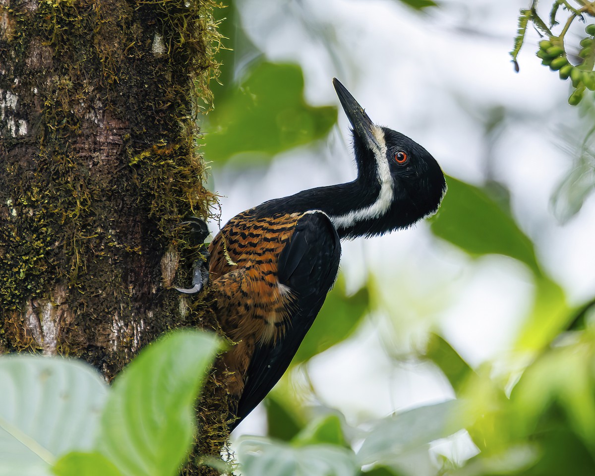 Дятел-кардинал білощокий - ML647007383