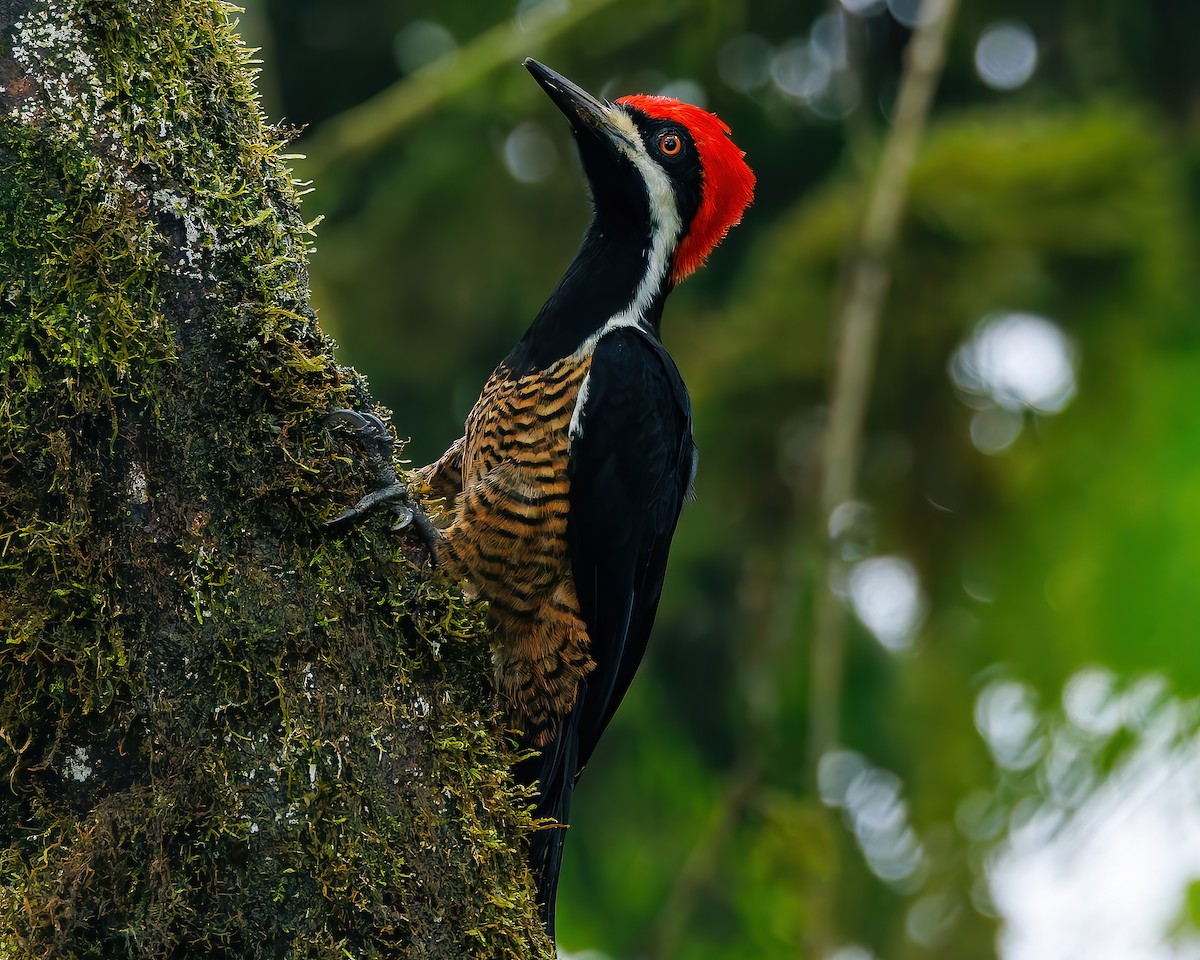 Дятел-кардинал білощокий - ML647007384