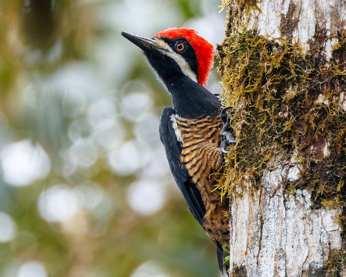 Дятел-кардинал білощокий - ML647007385