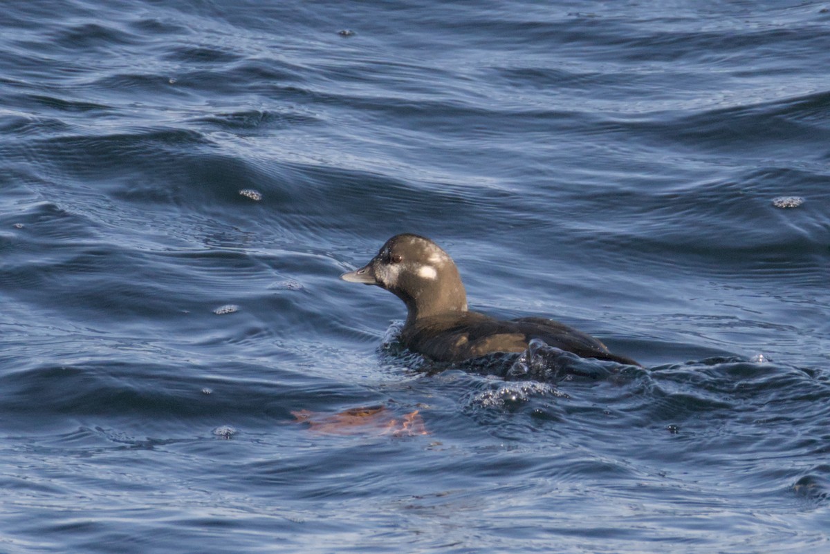 Каменярка - ML647007386