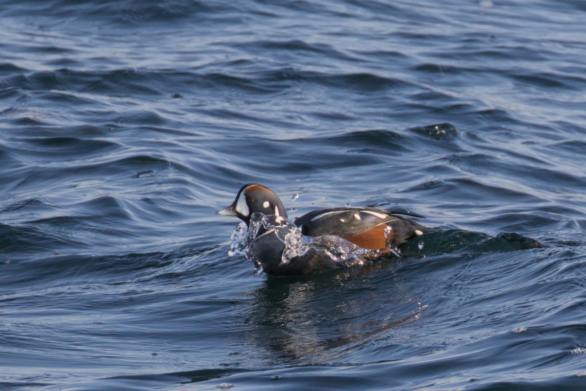 Каменярка - ML647007387