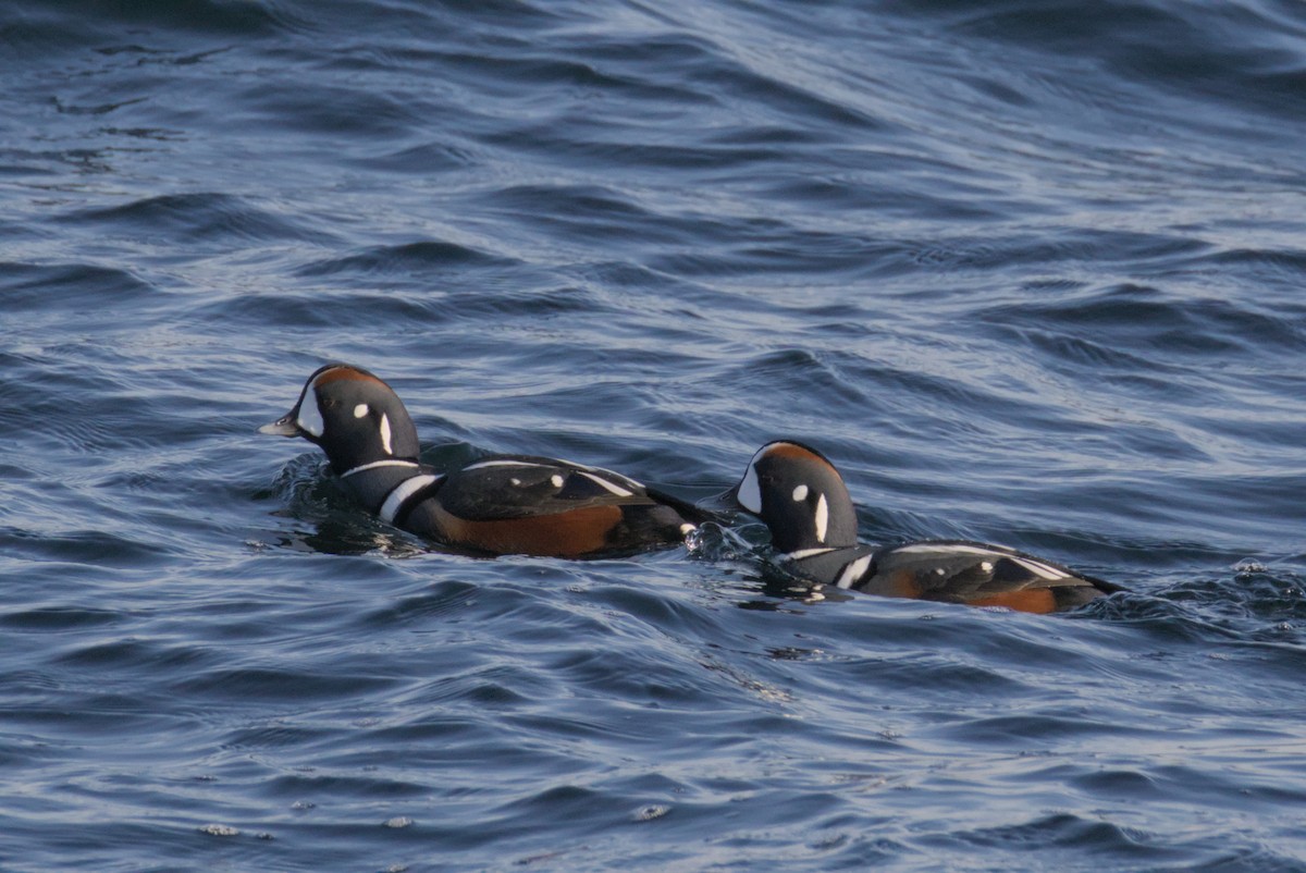 Каменярка - ML647007388