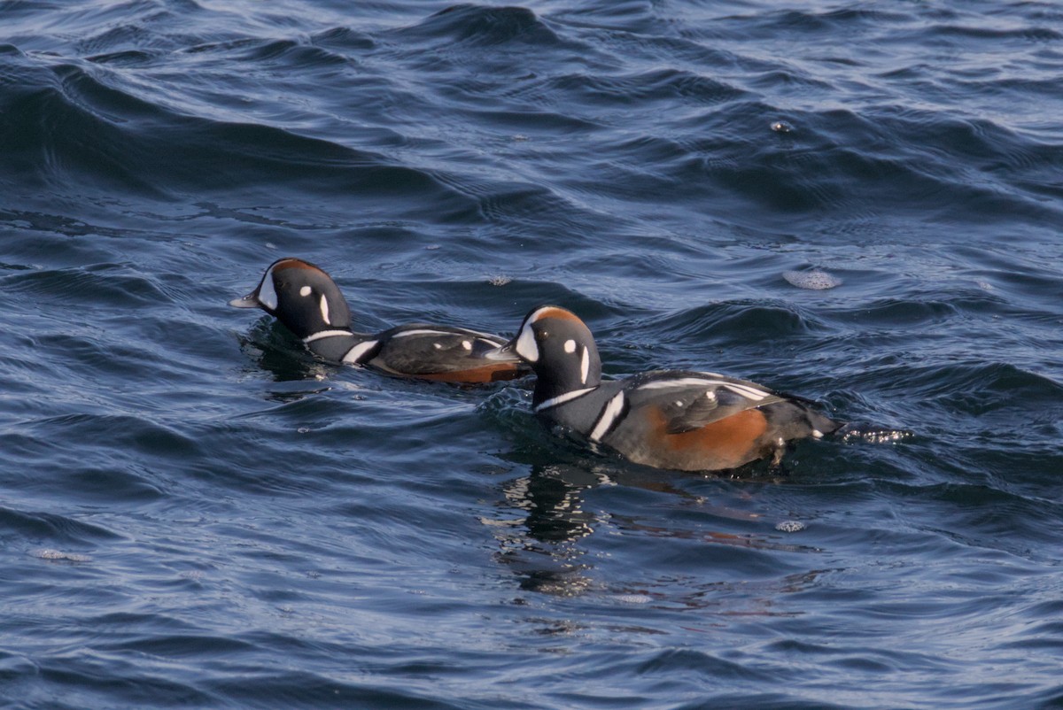 Каменярка - ML647007389