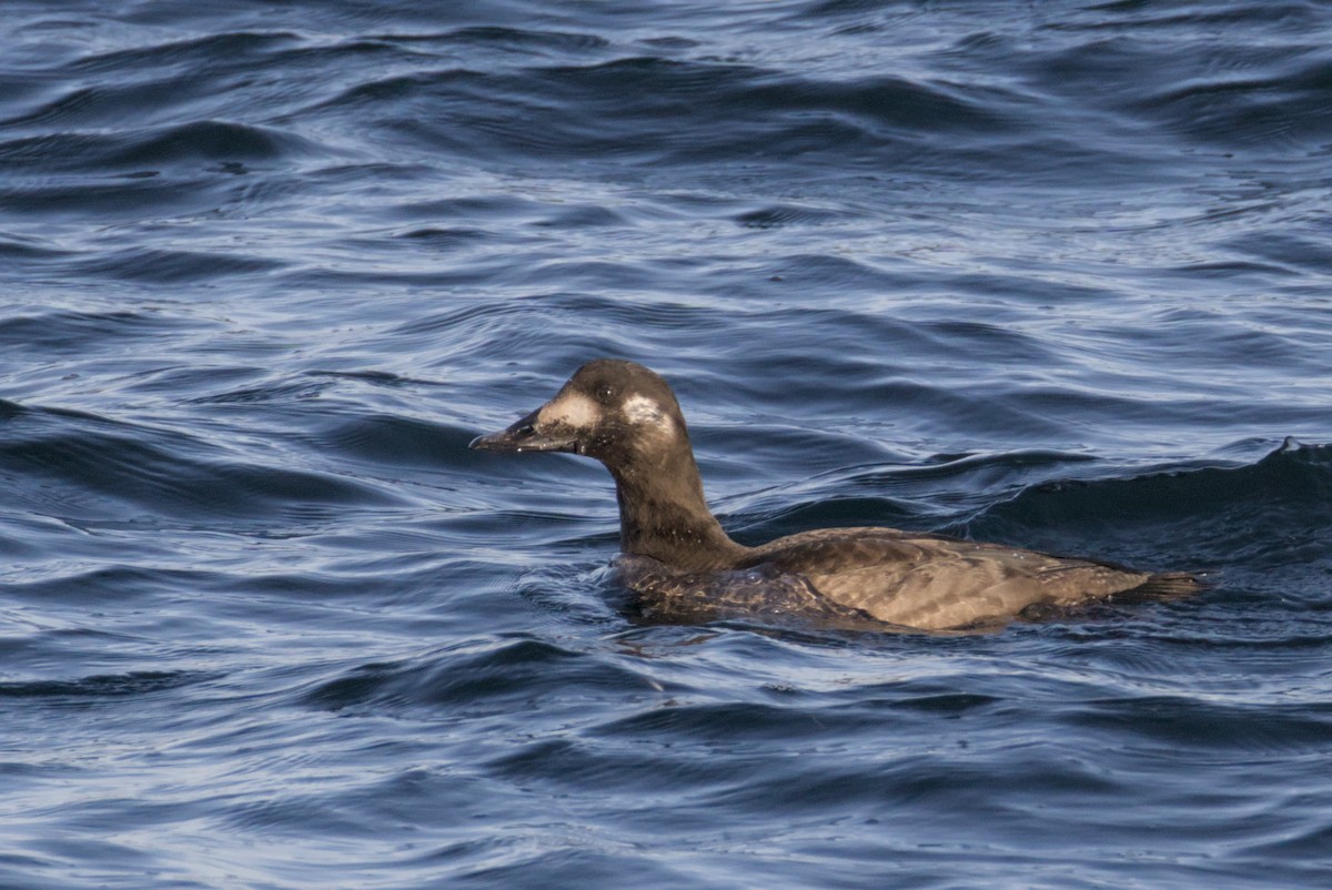 Турпан горбатодзьобий - ML647007391