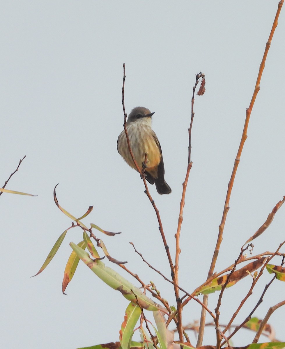 Зерноїд бурогузий - ML647007392