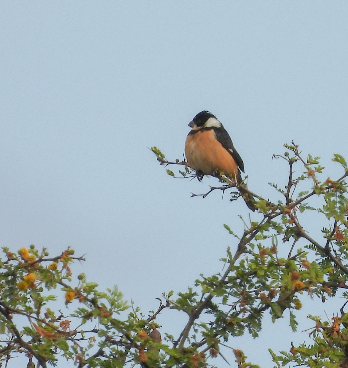 Зерноїд бурогузий - ML647007393