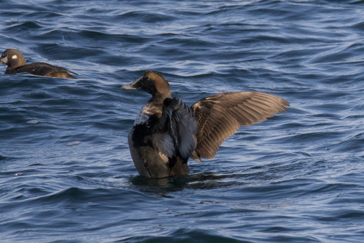 Пухівка зеленошия - ML647007394