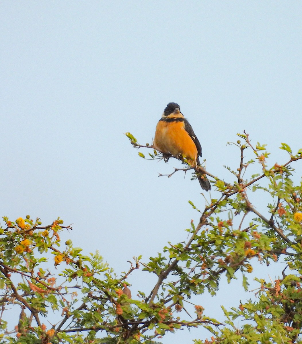 Зерноїд бурогузий - ML647007395