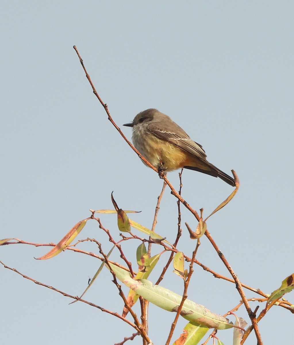 Зерноїд бурогузий - ML647007396