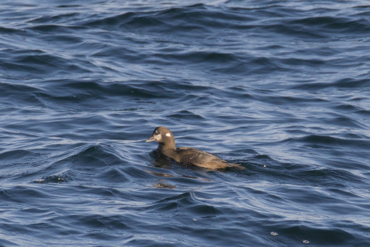 Ahate arlekina - ML647007399