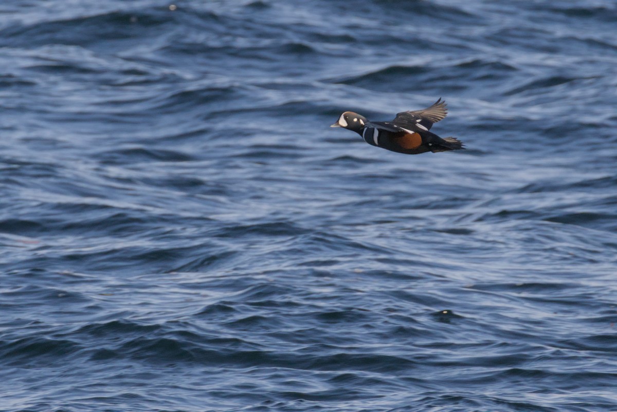 Ahate arlekina - ML647007400