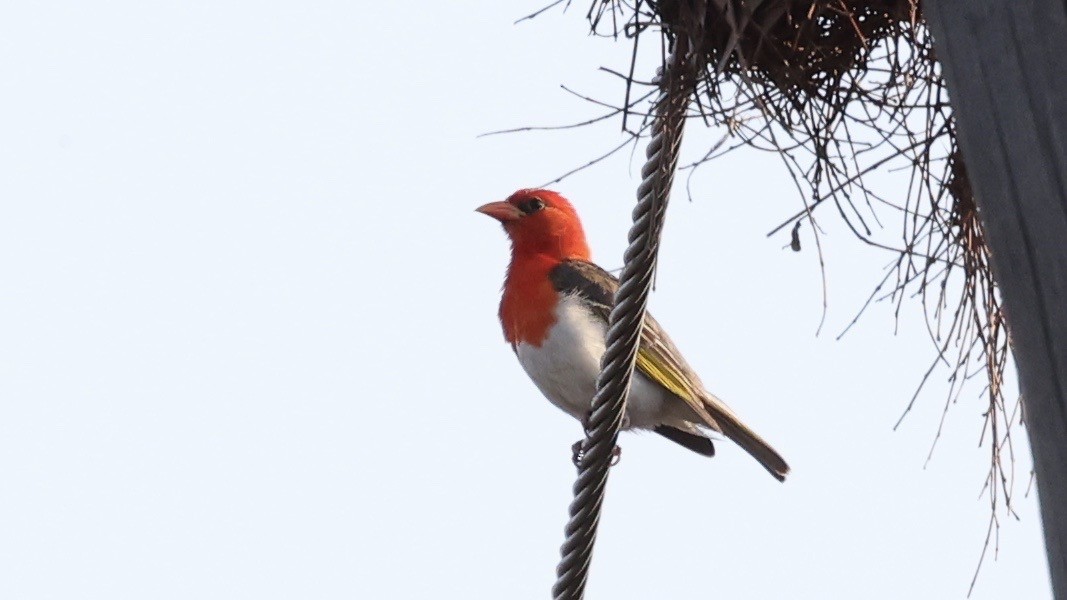 Red-headed Weaver - ML647007403