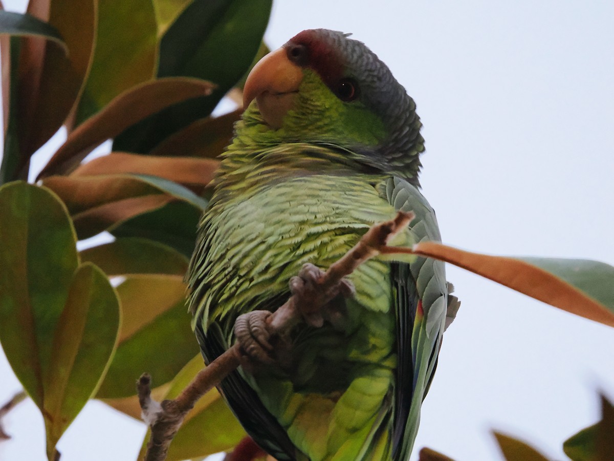 Lilac-crowned Amazon - ML647007407