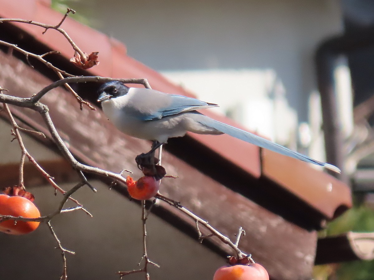 asurskjære - ML647007408