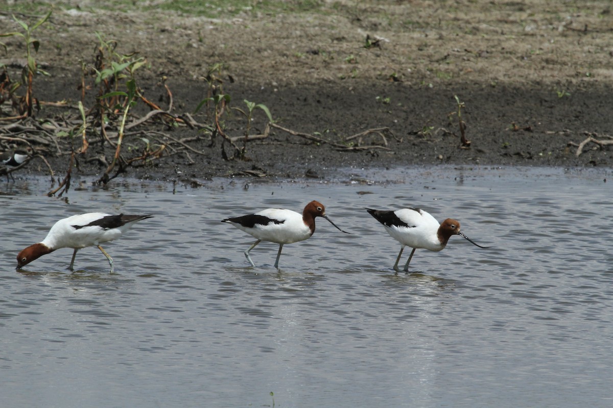 Kızıl Boyunlu Kılıçgaga - ML647007409