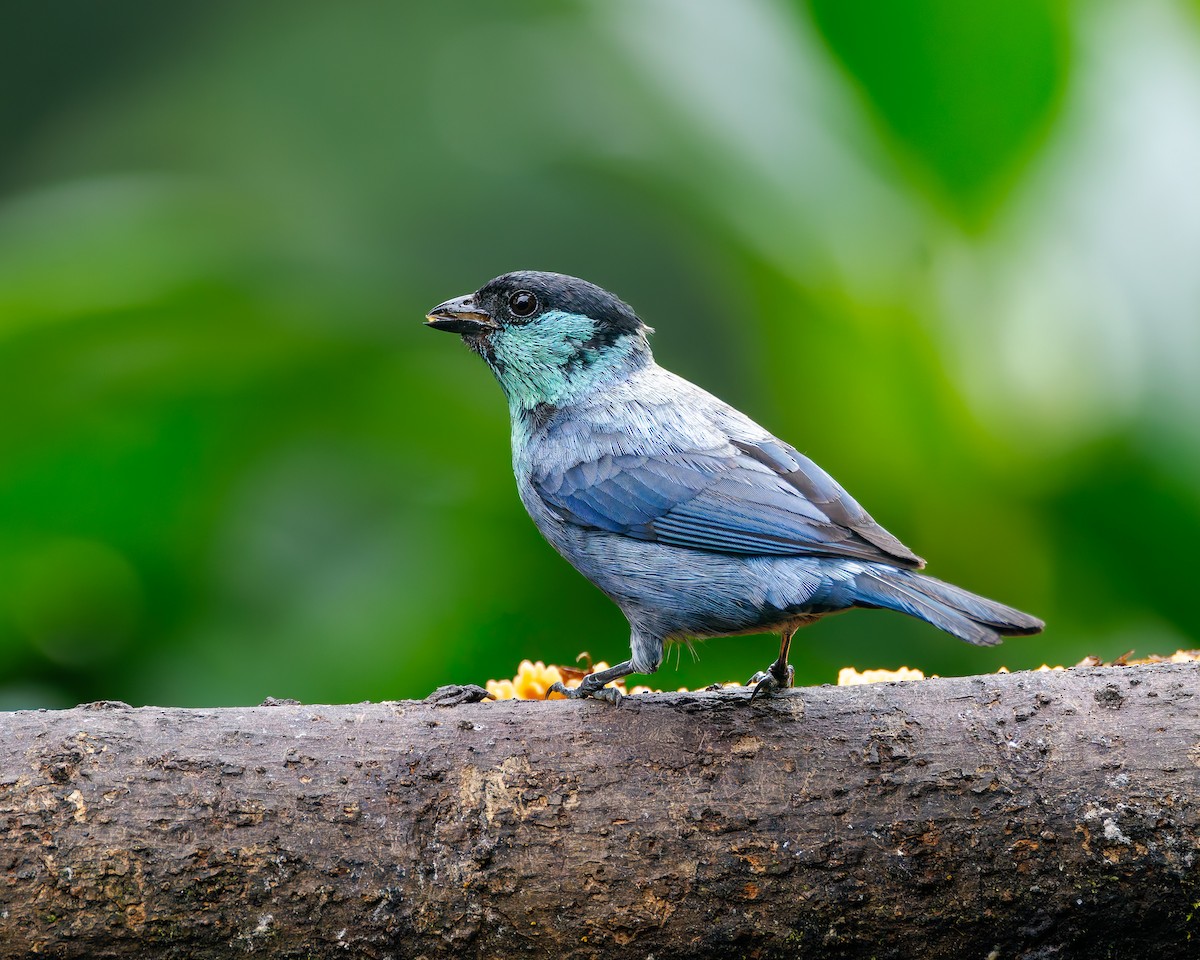 Kara Takkeli Tangara - ML647007410