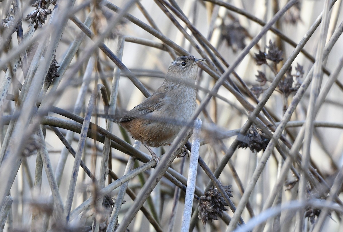 Bataklık Çıtkuşu - ML647007411