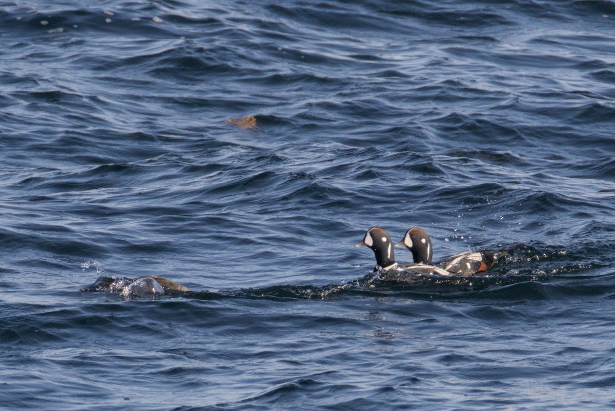 Palyaço Ördeği - ML647007413