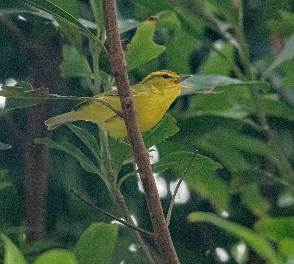 Hainan Sarı Çıvgını - ML647007414