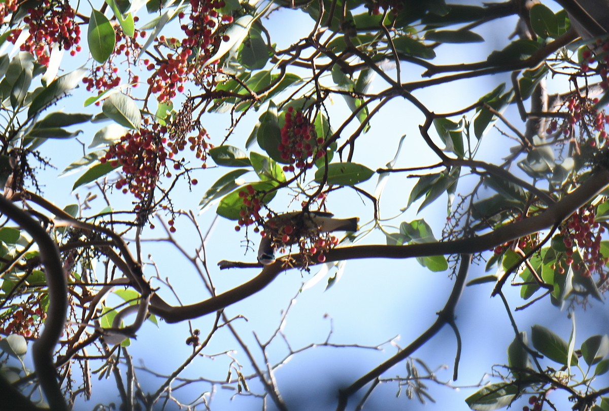 Sedir İpekkuyruğu - ML647007415