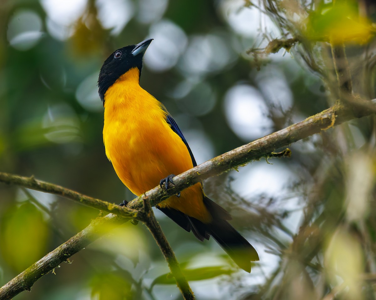 Kara Gıdılı Dağ Tangarası - ML647007416