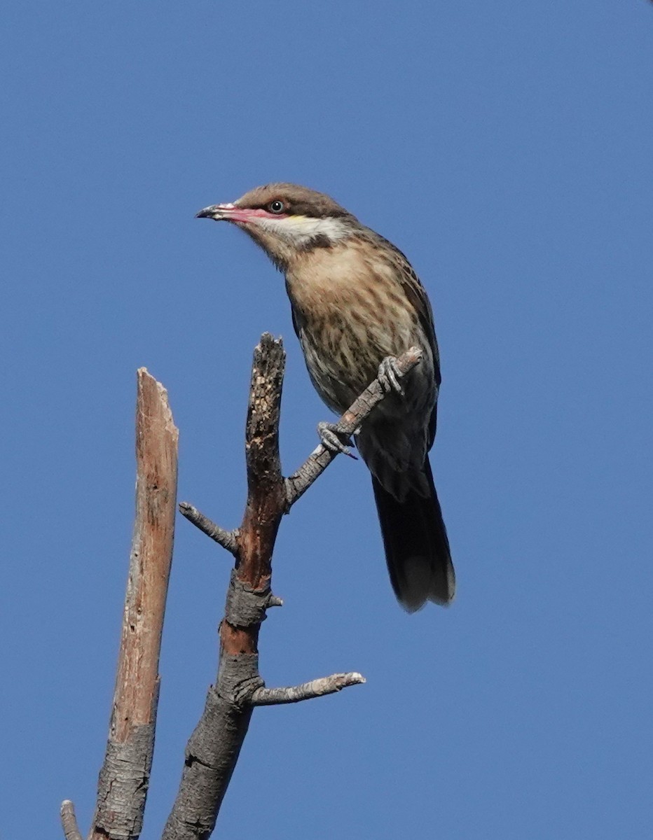 Diken Yanaklı Balkuşu - ML647007418