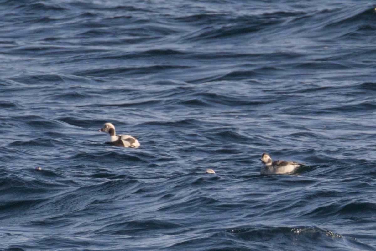 Telkuyruk - ML647007419