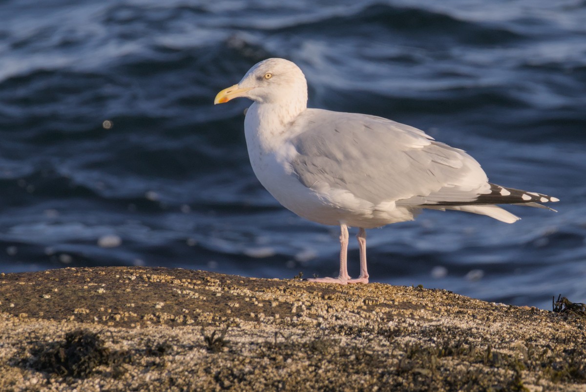 Amerika Gümüş Martısı - ML647007420