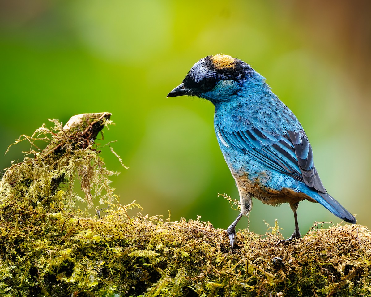 Altın Enseli Tangara [ruficervix grubu] - ML647007421