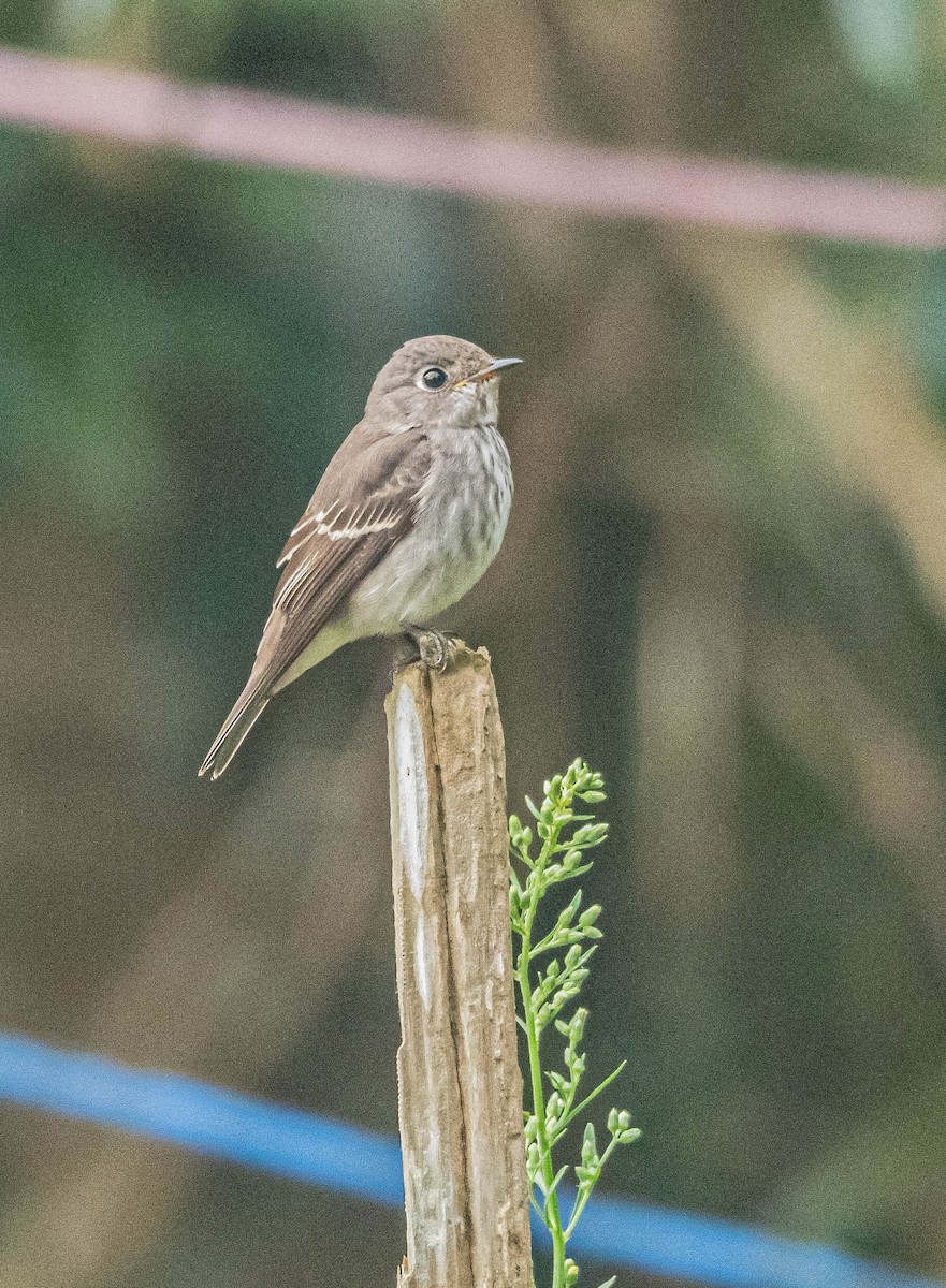 Sibirya Sinekkapanı - ML647007423