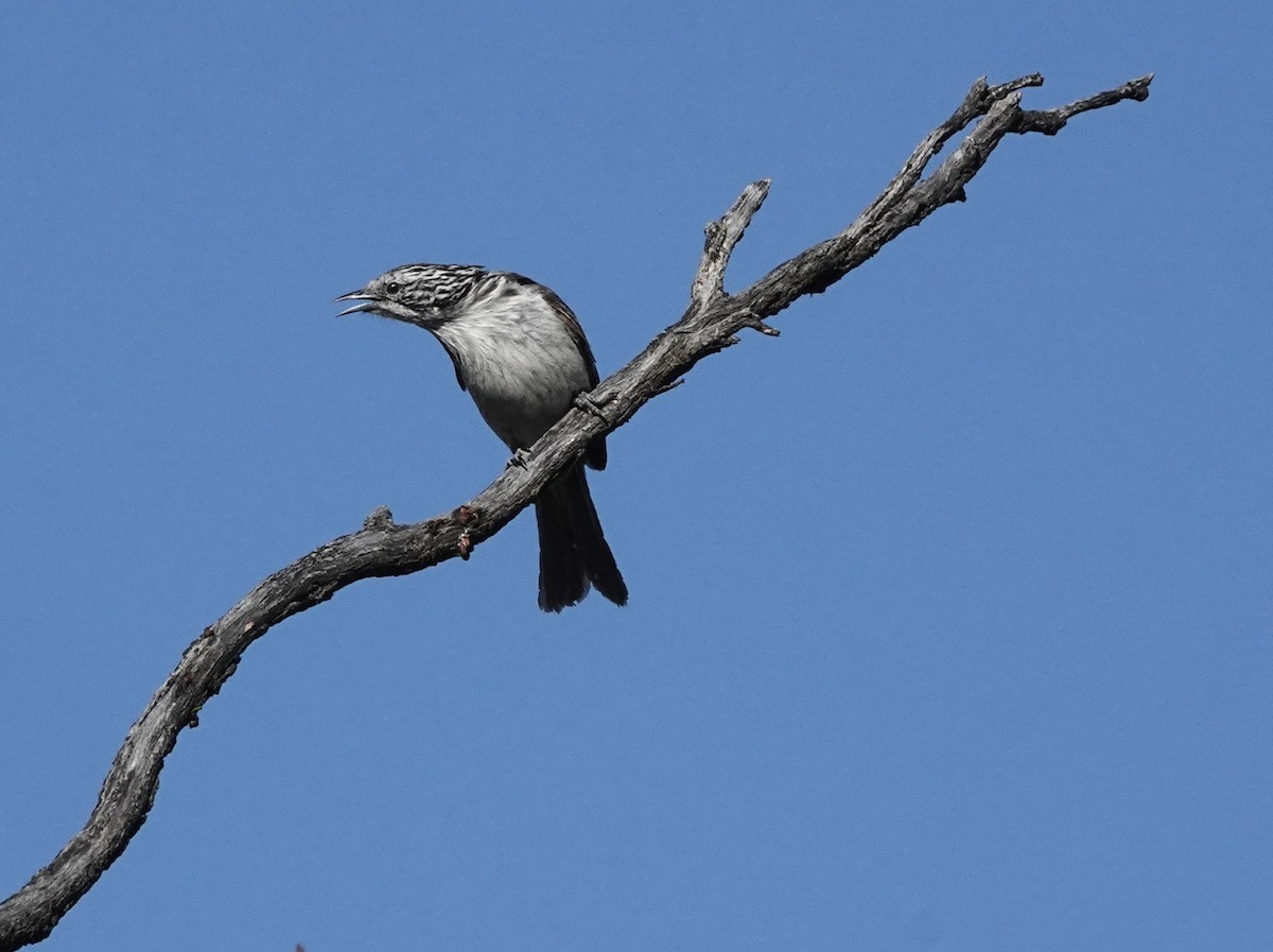 Tekir Balkuşu - ML647007424