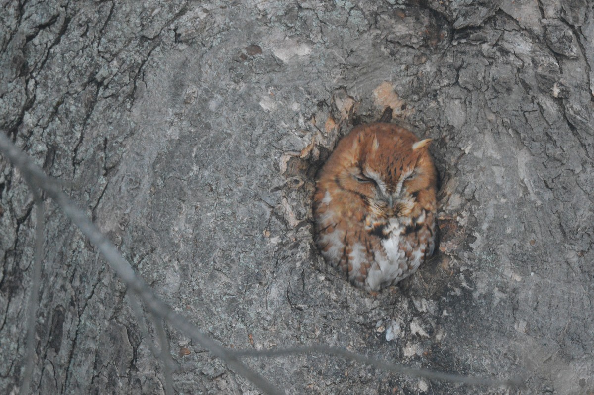 Doğulu Puhucuk [asio grubu] - ML647007425