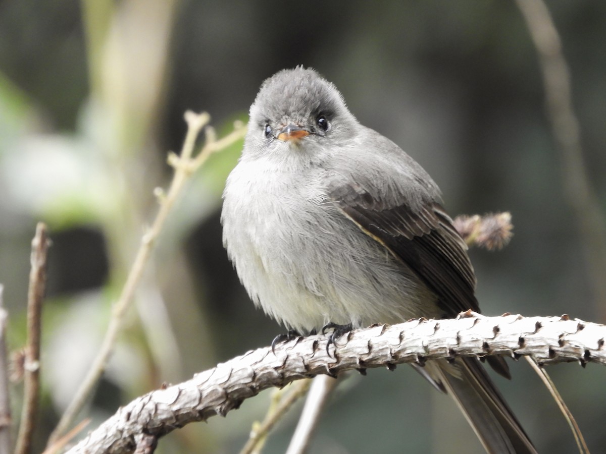 Güneyli Tropikal Pivi - ML647007426