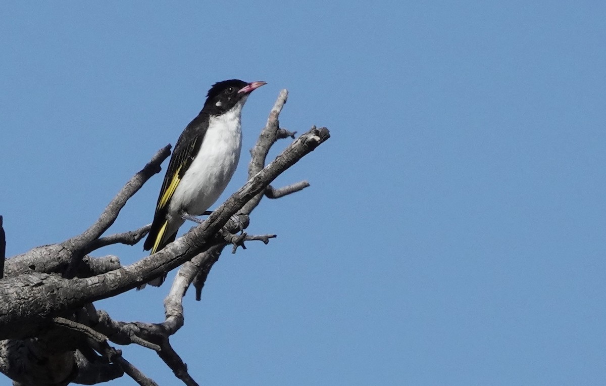 Boyalı Balkuşu - ML647007428