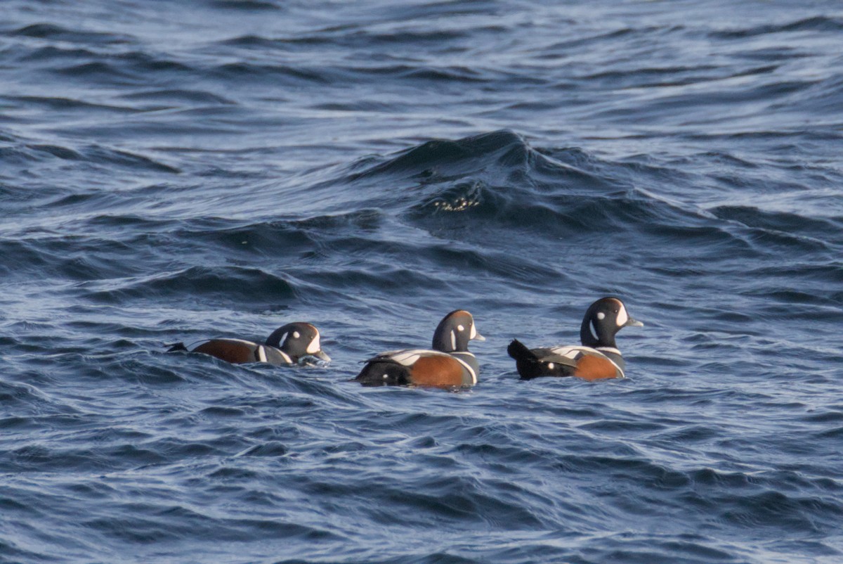 Palyaço Ördeği - ML647007429