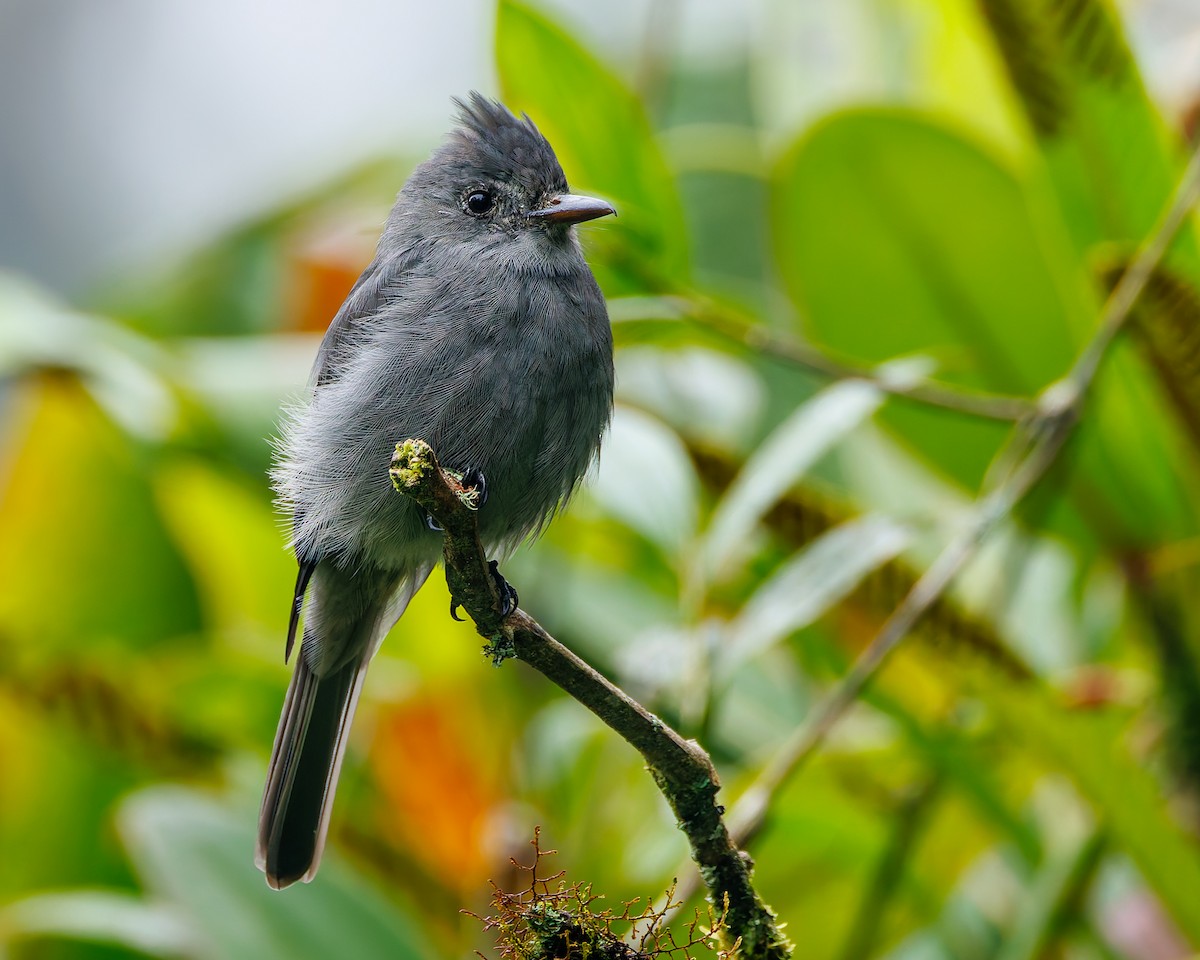 Duman Rengi Pivi - ML647007430