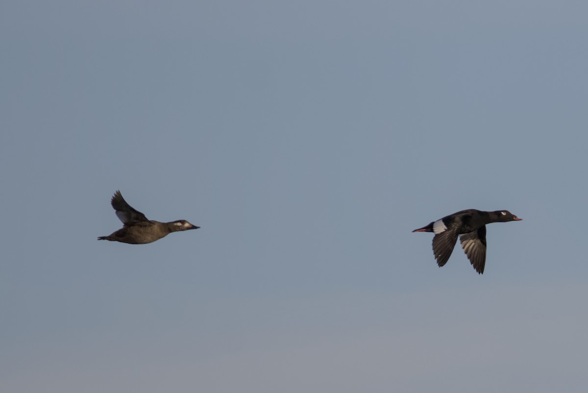 Ak Kanatlı Kadife Ördek - ML647007432