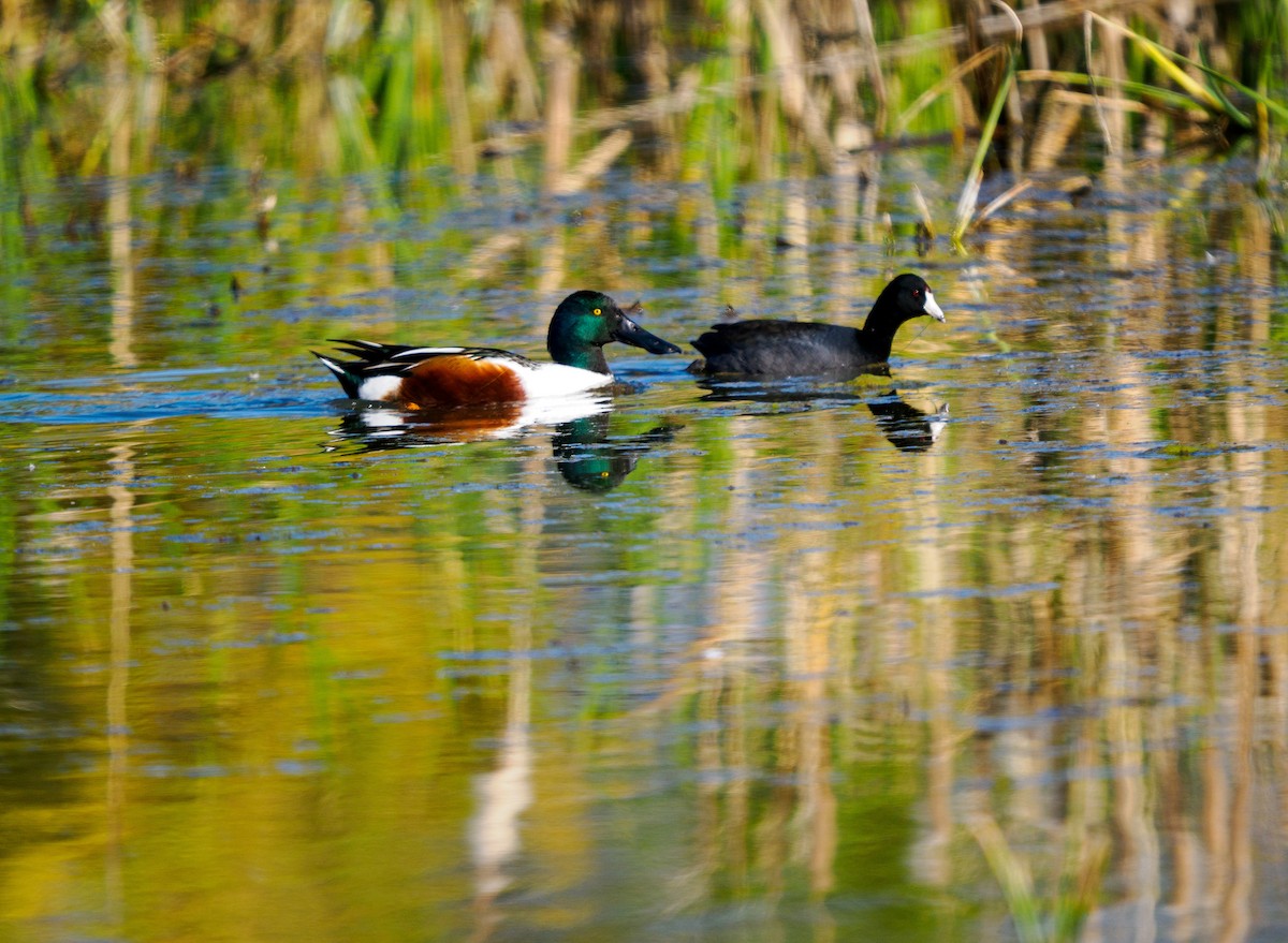 Kaşıkgaga - ML647007433