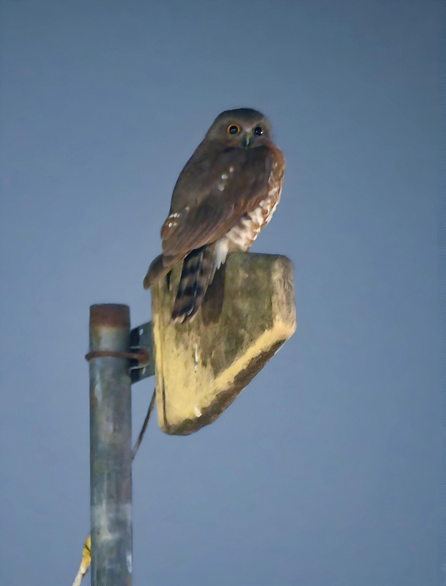 Brown Boobook - ML647007436