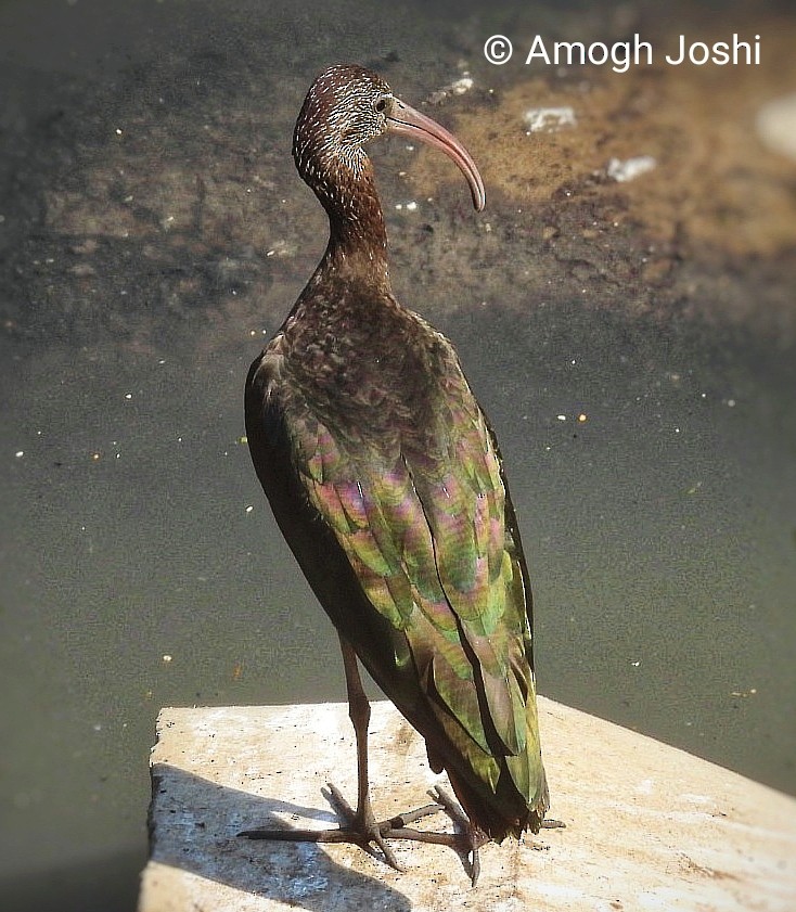 Glossy Ibis - ML647007439