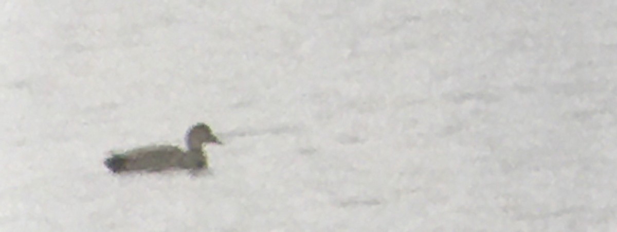 オカヨシガモ - ML647007445