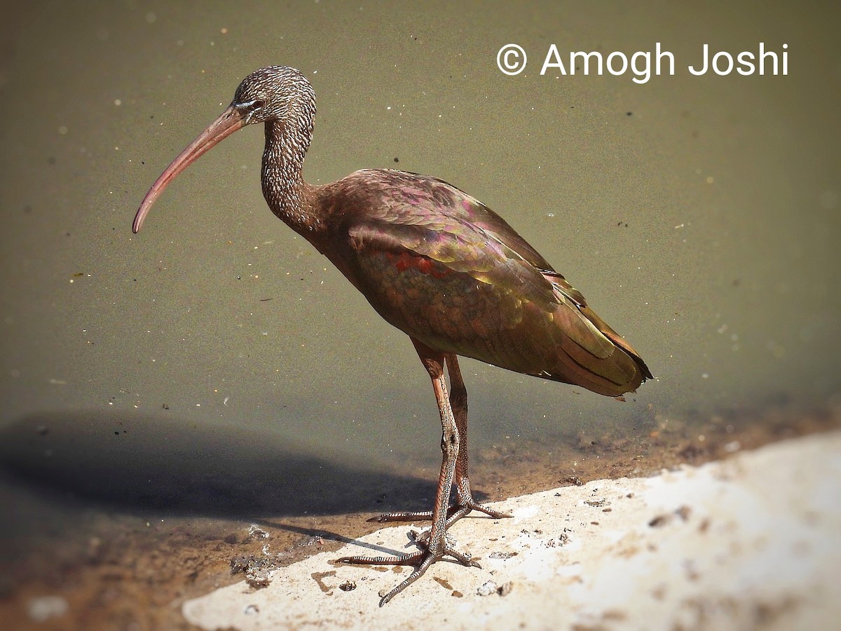 Glossy Ibis - ML647007446