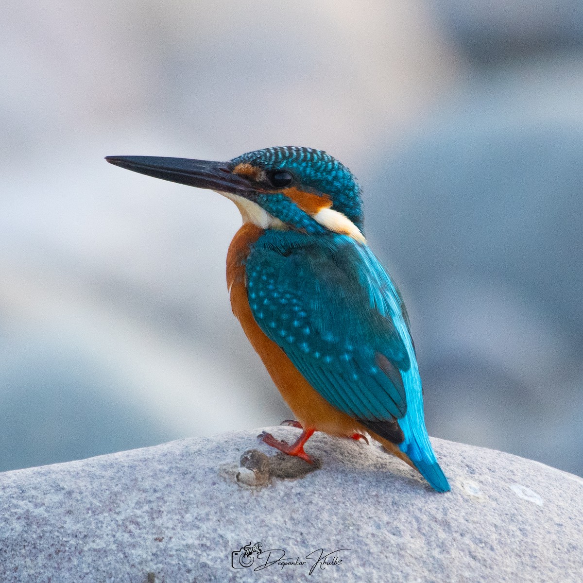 Common Kingfisher - ML647007449
