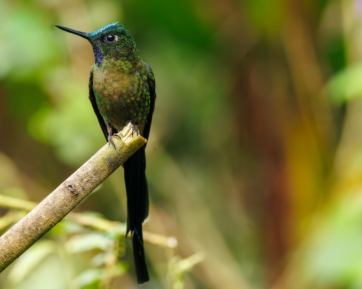 Violet-tailed Sylph - ML647007455