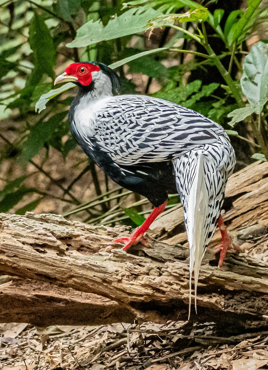 פסיון כסוף - ML647007457